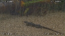 LEZARD, PLUIE