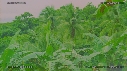 ARBRES