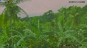 ARBRES