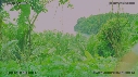 CRIQUE, ARBRES