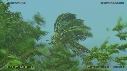 PALMIERS, PLUIE