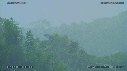 ARBRES, PLUIE