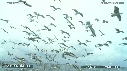 MER, OISEAUX
