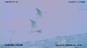 OISEAUX