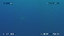 MOLA MOLA, FILET