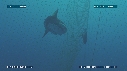 MOLA MOLA, FILET