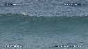 DAUPHINS TURSIOPS