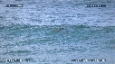 DAUPHINS TURSIOPS