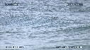 DAUPHINS TURSIOPS