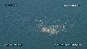 BAIT BALL