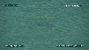 DAUPHINS TURSIOPS