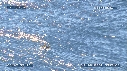 NOIX DE COCO