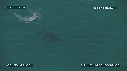 BALEINE A BOSSE