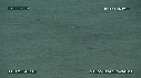 DAUPHINS TURSIOPS