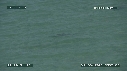 DAUPHINS TURSIOPS