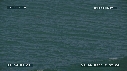 DAUPHINS TURSIOPS