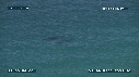 BALEINE A BOSSE