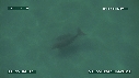 DUGONG
