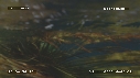 NOIX DE COCO, LEZARD