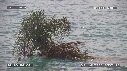 NOIX DE COCO