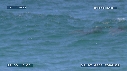 DAUPHINS TURSIOPS