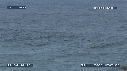 DAUPHINS TURSIOPS, VAGUE