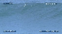 DAUPHINS TURSIOPS, VAGUE