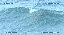 DAUPHINS TURSIOPS, VAGUE