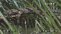 LEZARD, NOIX DE COCO