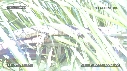 LEZARD, NOIX DE COCO