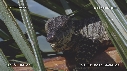 LEZARD, NOIX DE COCO