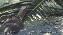 LEZARD, NOIX DE COCO