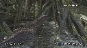 LEZARD, NOIX DE COCO