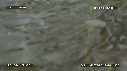 LEZARD, NOIX DE COCO