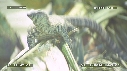 LEZARD, NOIX DE COCO