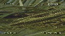 LEZARD, NOIX DE COCO