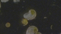 CREPIDULES