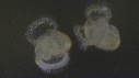 CREPIDULES