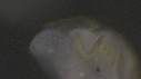 CREPIDULES