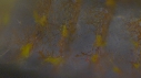 LARVE DE CREVETTE