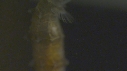 HIPPOCAMPE