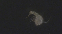 LARVE DE CRABE