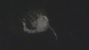 LARVE DE CRABE