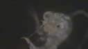 LARVE DE CRABE